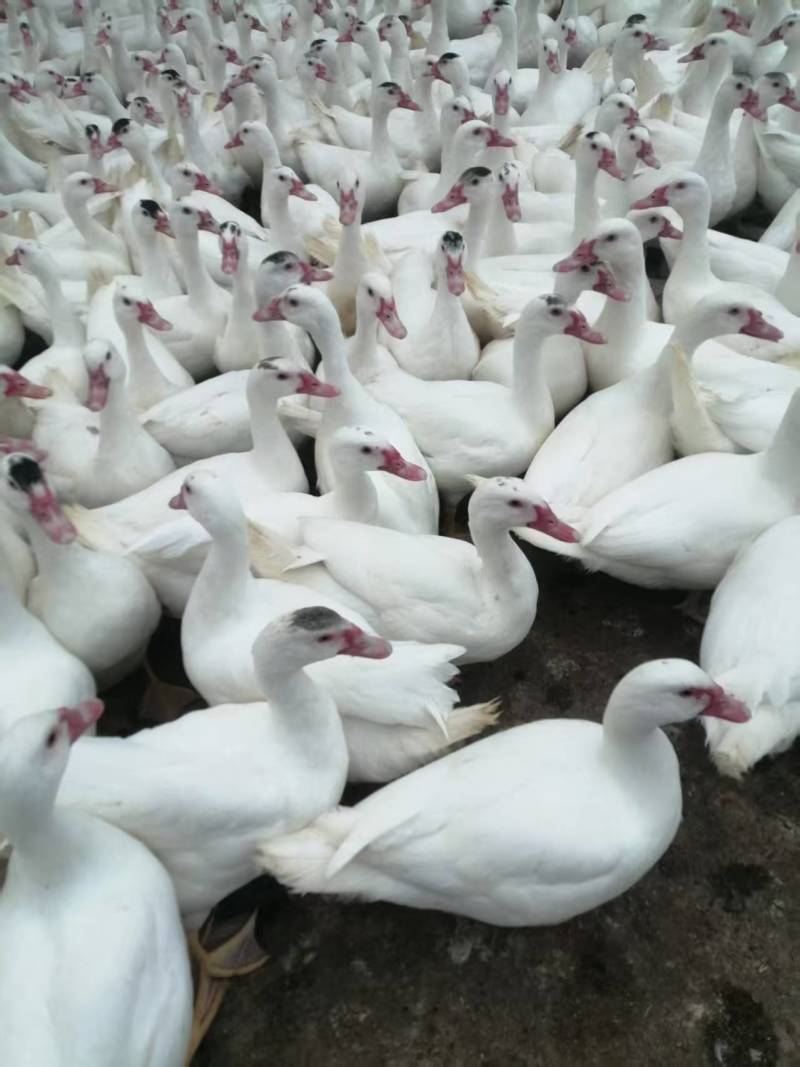 漳州漳浦白母番鸭3个多月了
