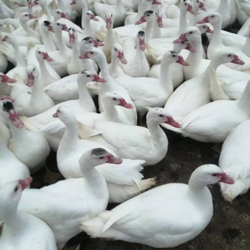 漳州漳浦白母番鸭3个多月了