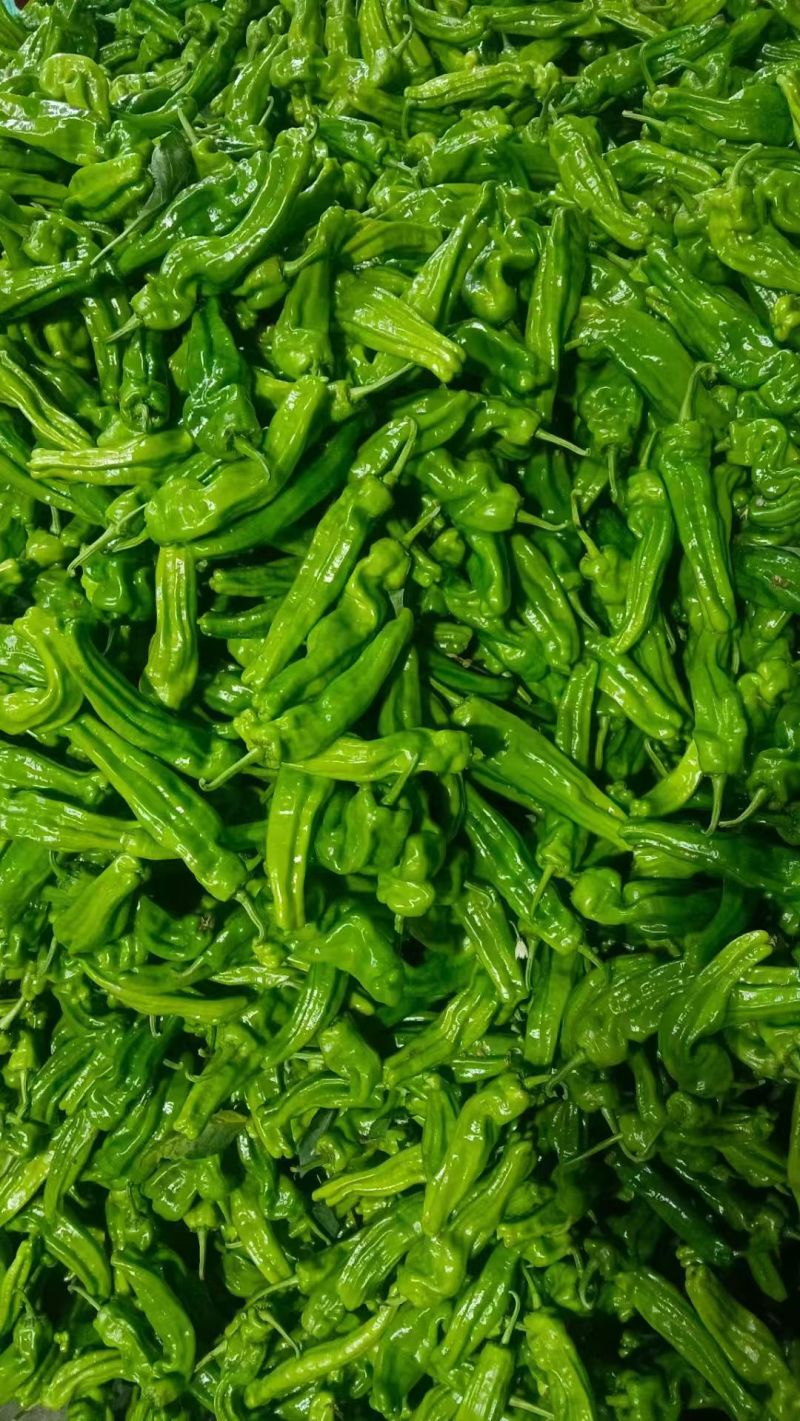 【江苏薄皮椒】江苏芜湖椒/青辣椒/江苏辣椒/电商一件批发