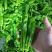【江苏薄皮椒】江苏芜湖椒/青辣椒/江苏辣椒/电商一件批发
