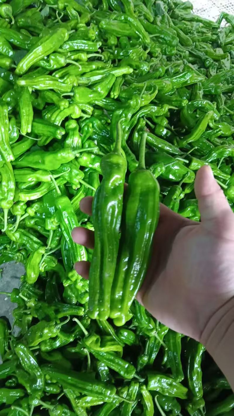 【江苏薄皮椒】江苏芜湖椒/青辣椒/江苏辣椒/电商一件批发