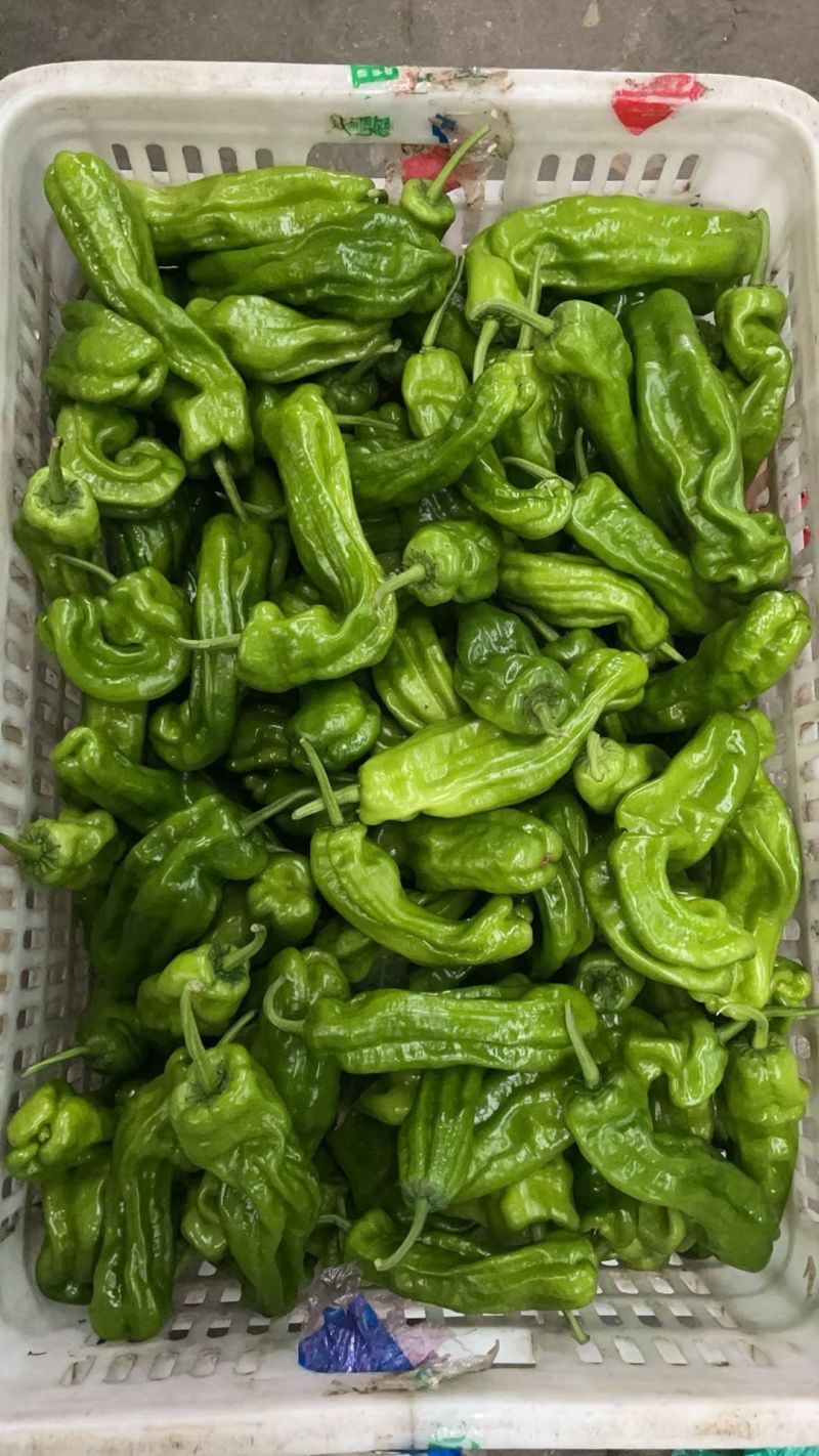 【江苏薄皮椒】江苏芜湖椒/青辣椒/江苏辣椒/电商一件批发