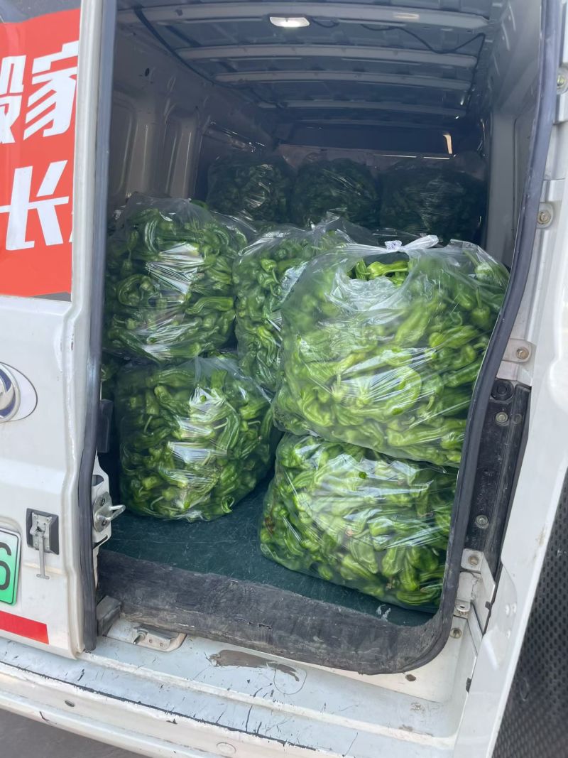 【江苏薄皮椒】江苏芜湖椒/青辣椒/江苏辣椒/电商一件批发