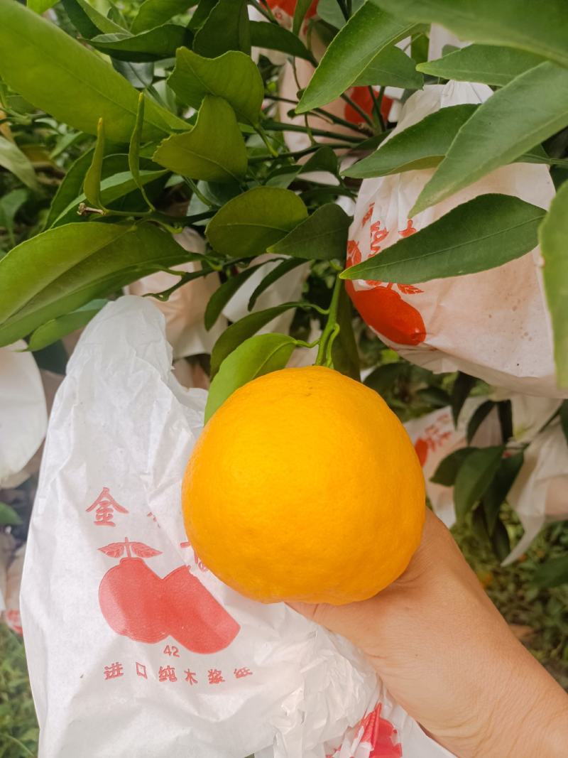 耙耙柑，品质保证！大量现货供应！