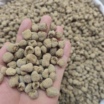 覆盆子手工精选大果有大货出售