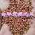 工厂自销，高粱净粮，糯高粱，梗高粱，都有货欢迎商议。
