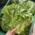 【平台推荐】意大利生菜/江苏生菜/散叶生菜便宜