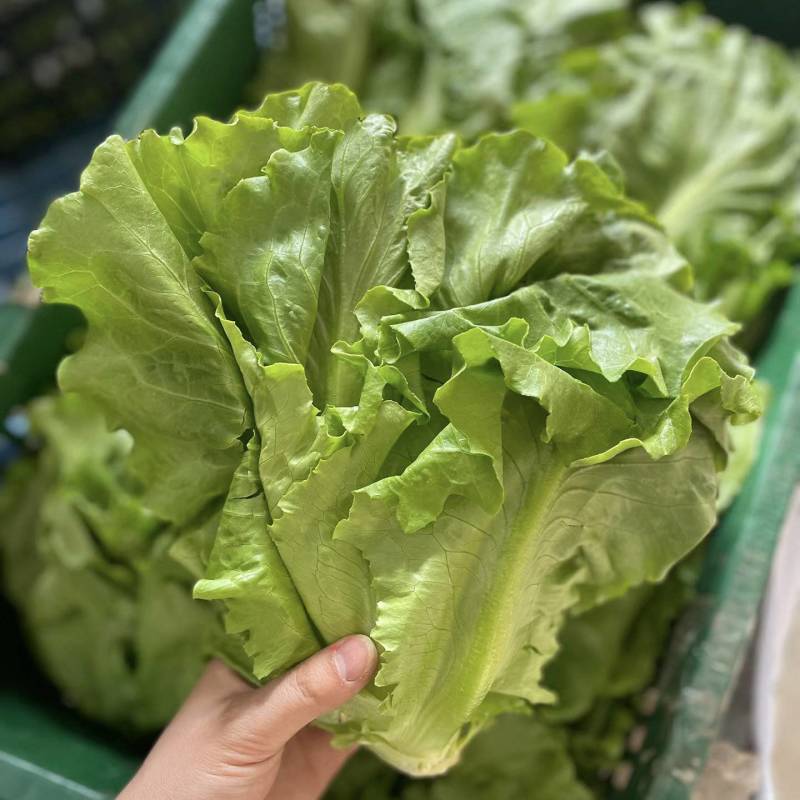 【平台推荐】意大利生菜/江苏生菜/散叶生菜便宜