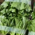 【平台推荐】意大利生菜/江苏生菜/散叶生菜便宜