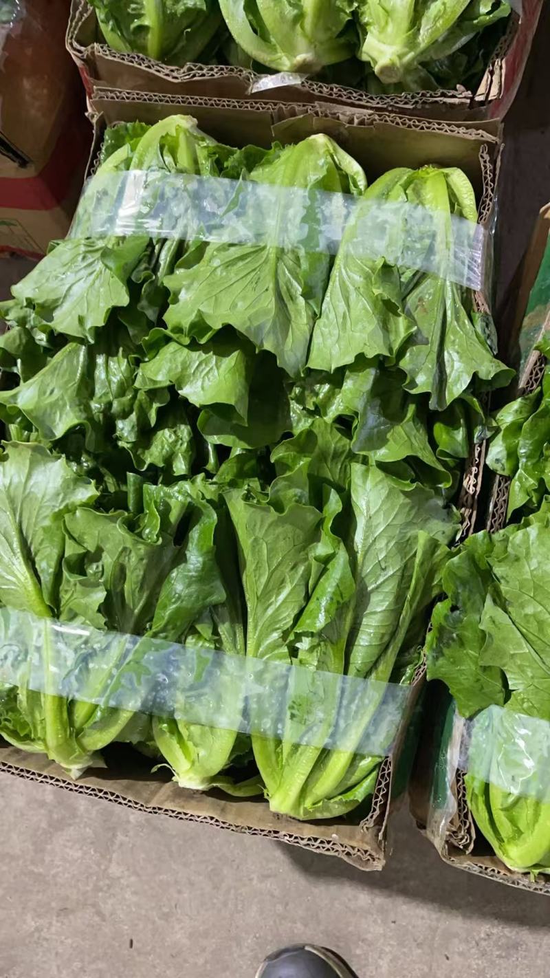 【平台推荐】意大利生菜/江苏生菜/散叶生菜便宜