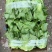 【平台推荐】意大利生菜/江苏生菜/散叶生菜便宜