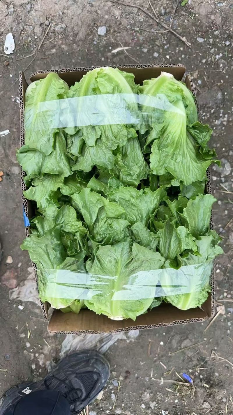 【平台推荐】意大利生菜/江苏生菜/散叶生菜便宜