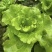 【平台推荐】意大利生菜/江苏生菜/散叶生菜便宜