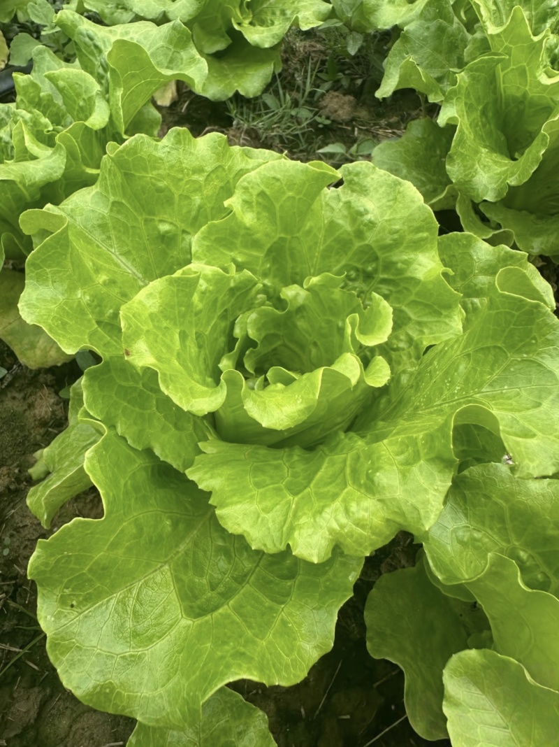【平台推荐】意大利生菜/江苏生菜/散叶生菜便宜
