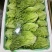 【平台推荐】意大利生菜/江苏生菜/散叶生菜便宜