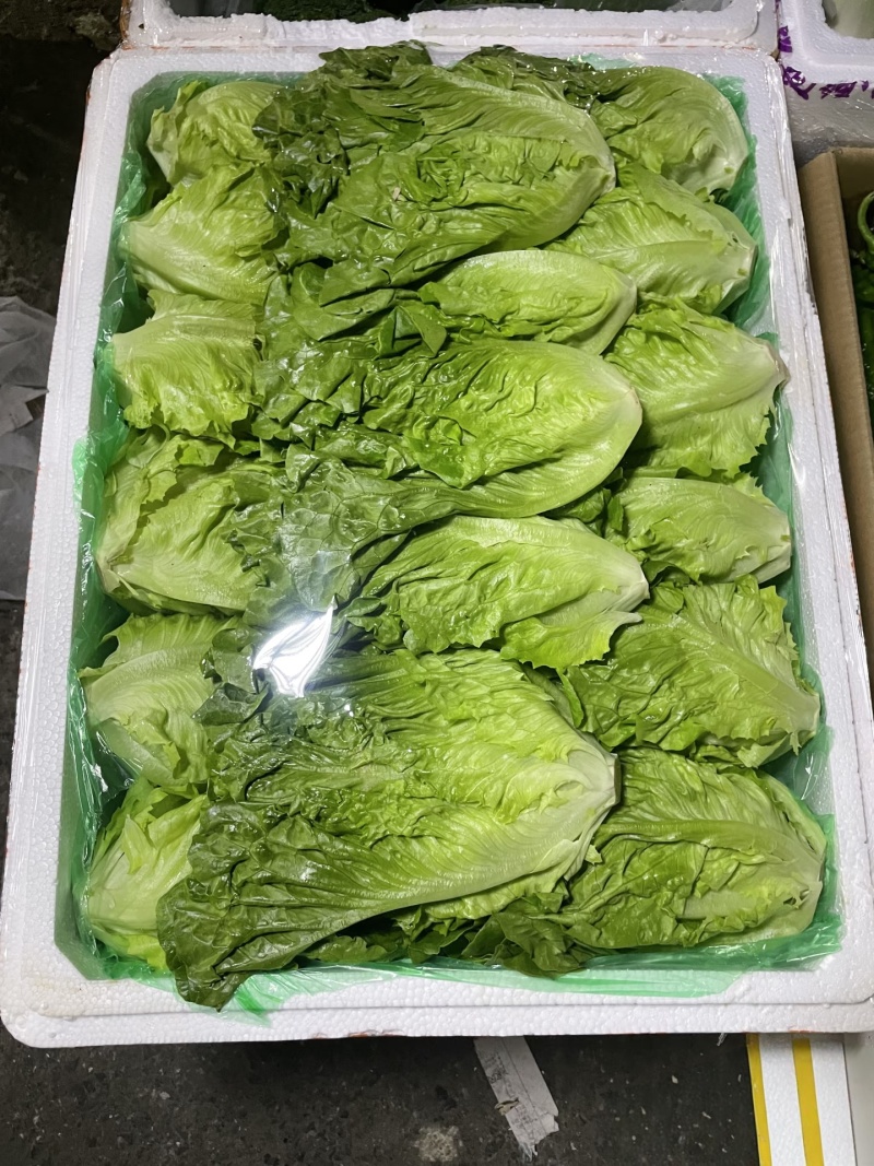【平台推荐】意大利生菜/江苏生菜/散叶生菜便宜