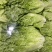 【平台推荐】意大利生菜/江苏生菜/散叶生菜便宜