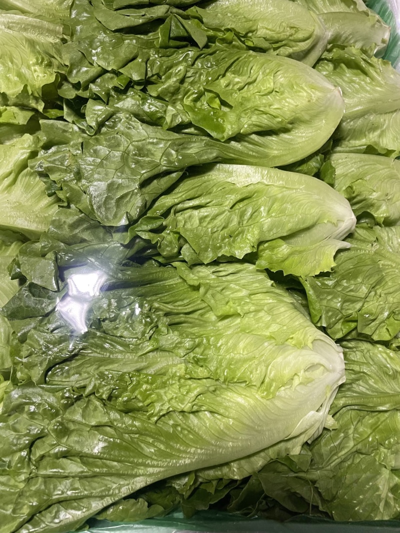 【平台推荐】意大利生菜/江苏生菜/散叶生菜便宜