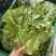【平台推荐】意大利生菜/江苏生菜/散叶生菜便宜