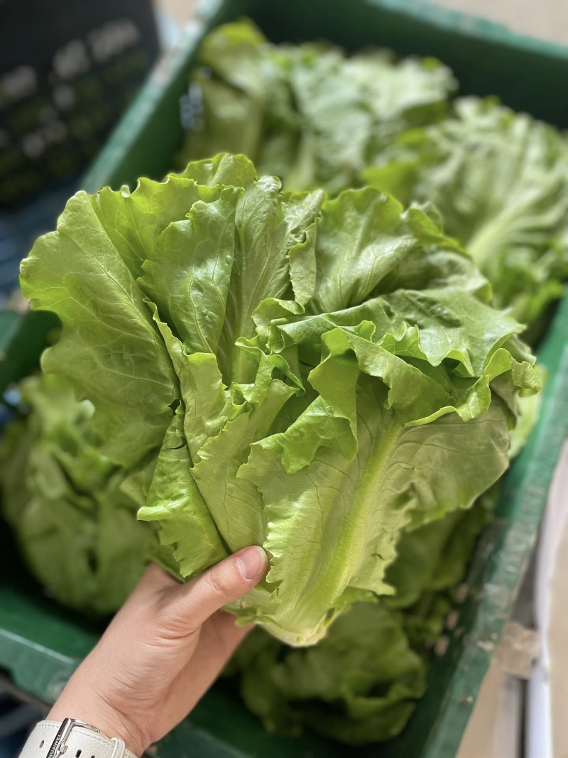 【平台推荐】意大利生菜/江苏生菜/散叶生菜便宜