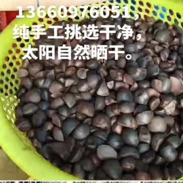 白花小果茶籽，山茶油