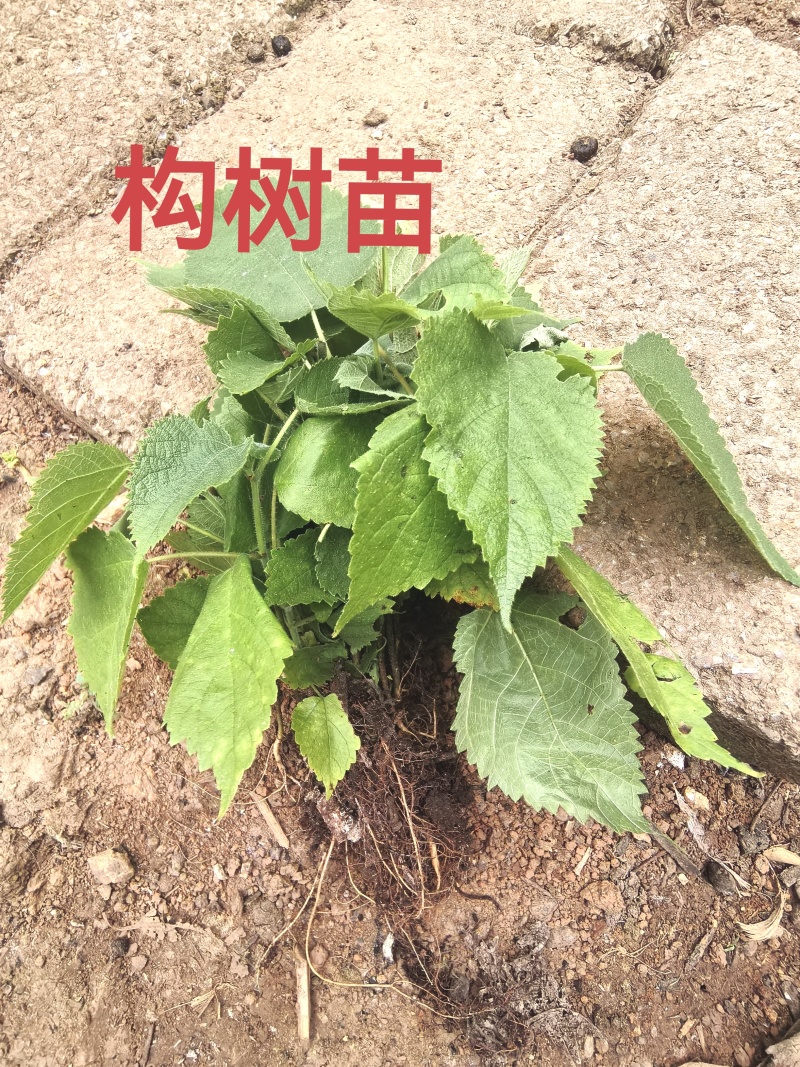 构树苗、楮树苗、谷树苗、榖树苗、楮桃苗