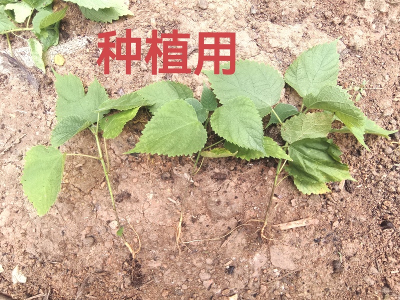 构树苗、楮树苗、谷树苗、榖树苗、楮桃苗