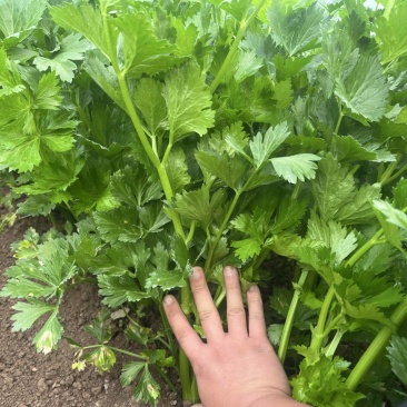 优质西芹5万斤
