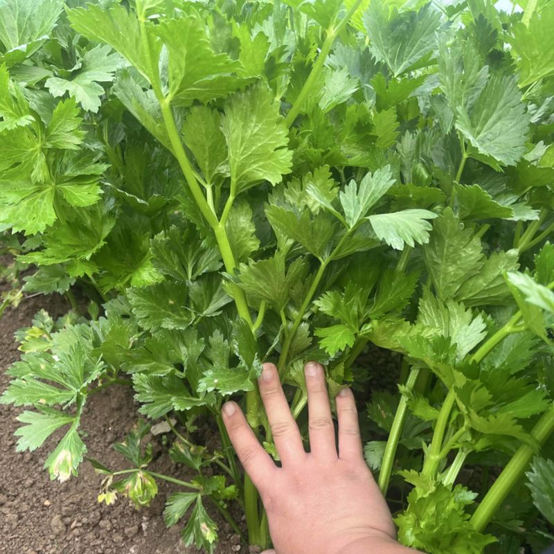 优质西芹5万斤