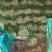 优质西芹5万斤