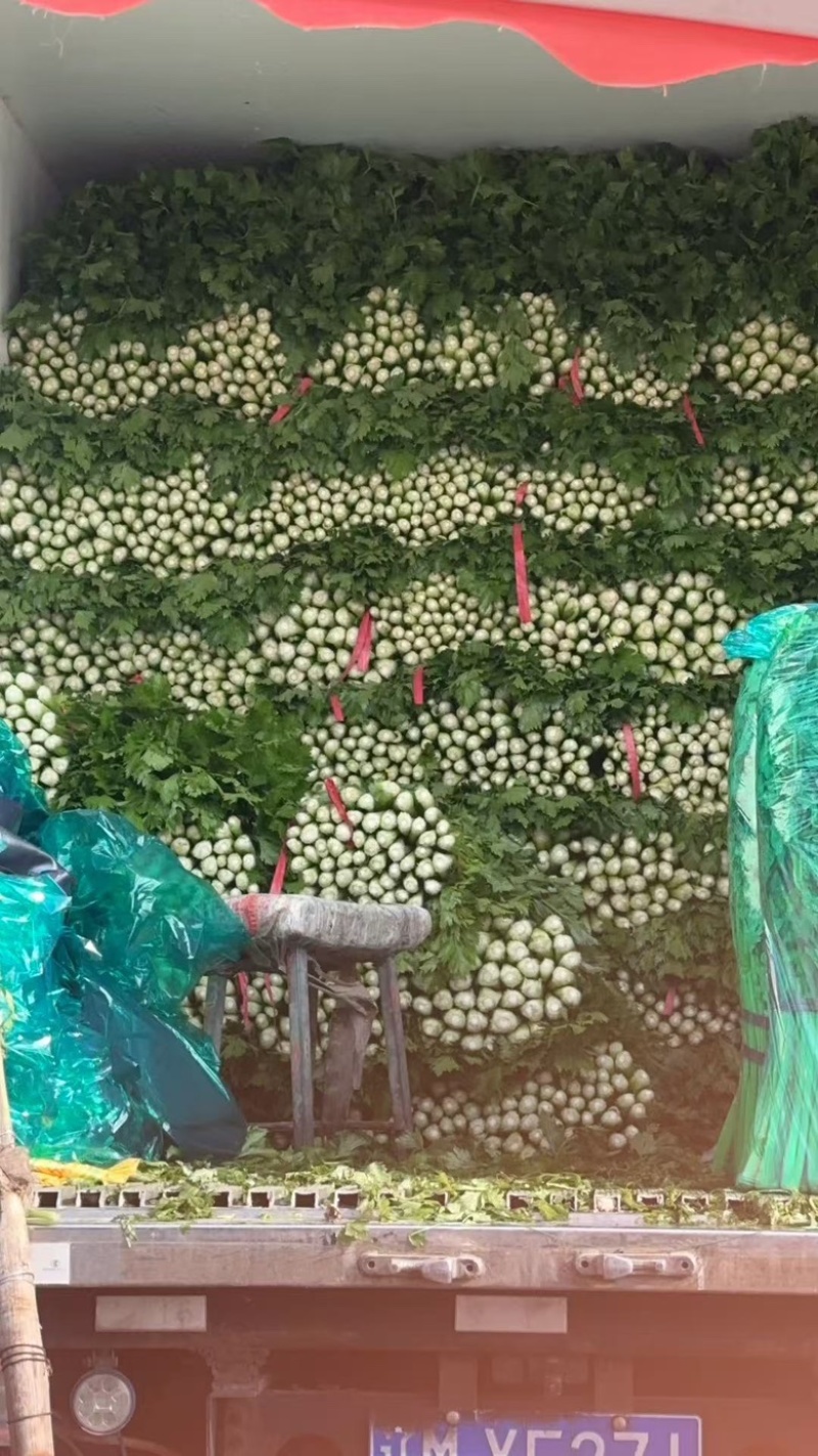 优质西芹5万斤