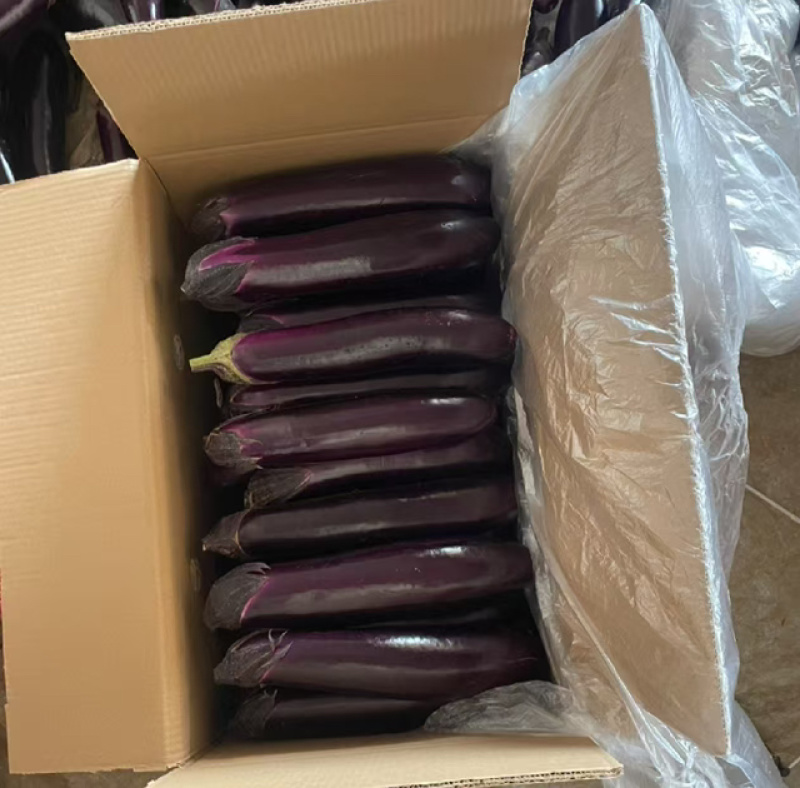 长茄紫长茄常年供货量大从优表面光滑品优价廉