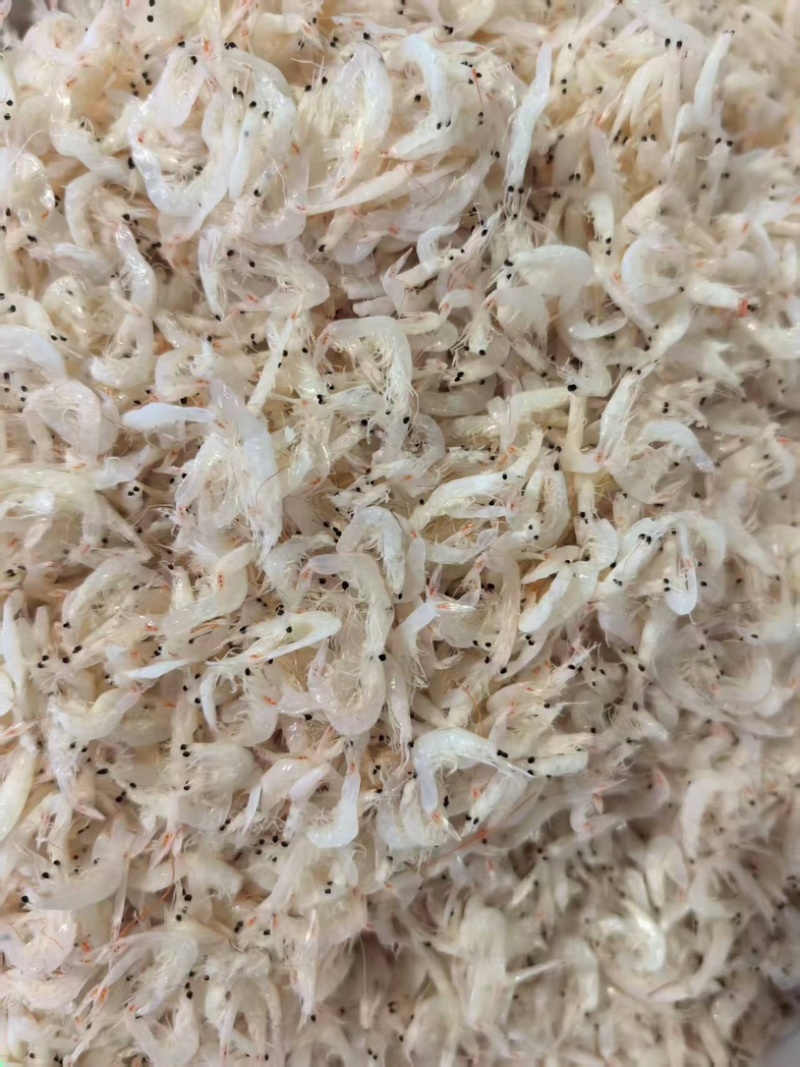 精品渤海湾特产虾皮一手货源全国发货量大价优欢迎
