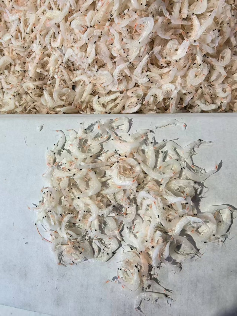 精品渤海湾特产虾皮一手货源全国发货量大价优欢迎