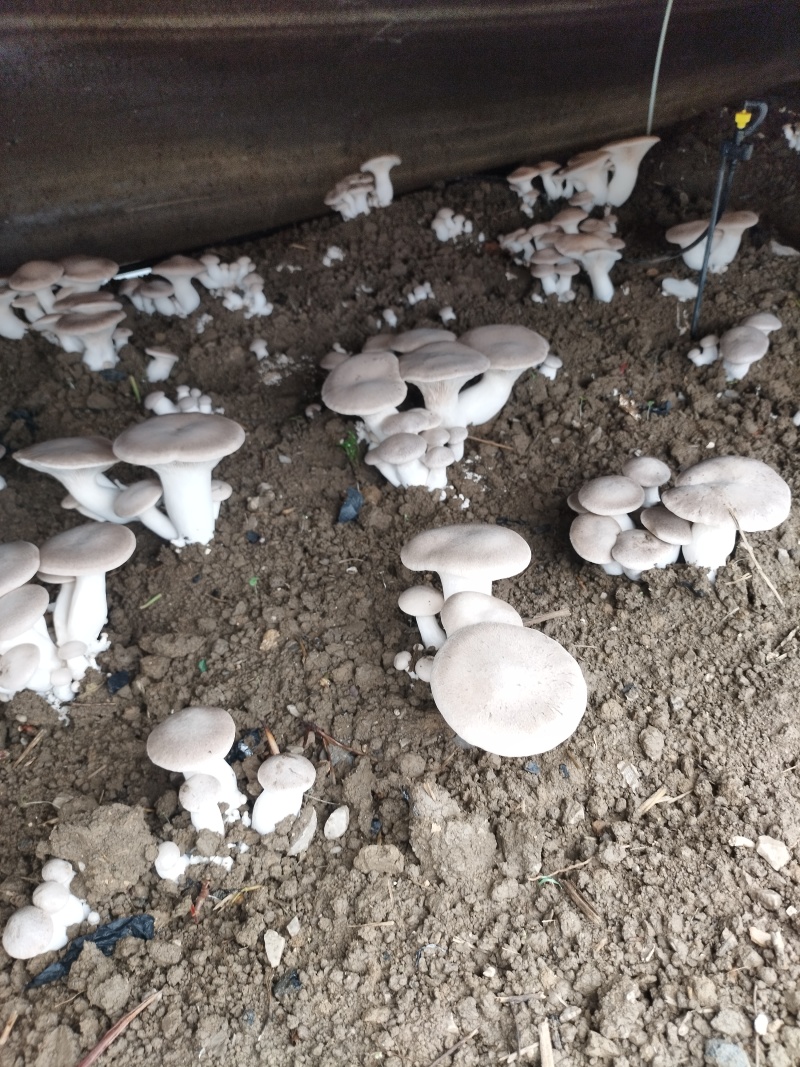 【精选】广西柳州现摘灵芝菇肉厚细嫩规格齐全欢迎进店