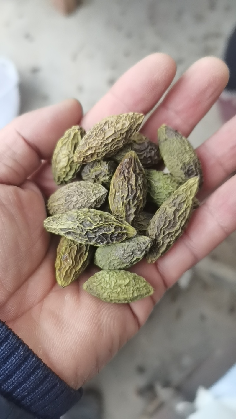 重庆烘干橄榄，对接药厂，含量高，自由基地200亩