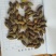 重庆烘干橄榄，对接药厂，含量高，自由基地200亩