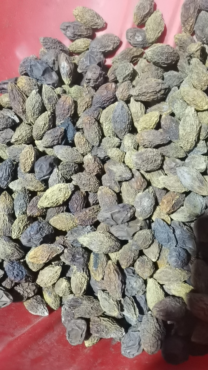 重庆烘干橄榄，对接药厂，含量高，自由基地200亩