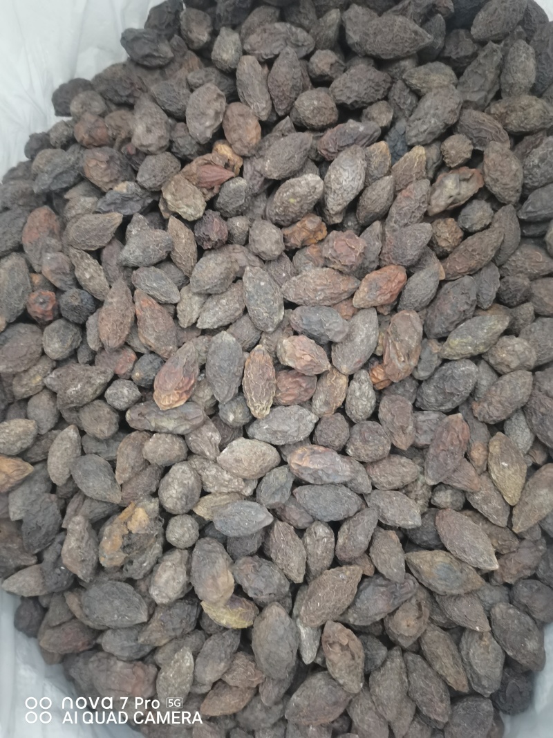 重庆烘干橄榄，对接药厂，含量高，自由基地200亩