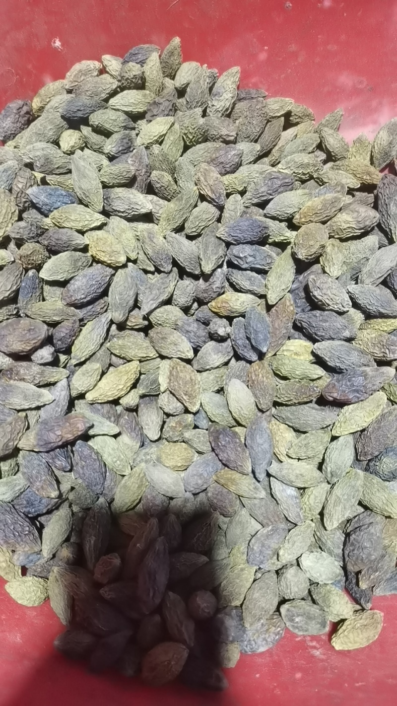 重庆烘干橄榄，对接药厂，含量高，自由基地200亩