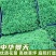 金沙蔓姬岩垂草薄雪万年青多年生地被花镜植物地栽庭院花园绿
