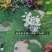 金沙蔓姬岩垂草薄雪万年青多年生地被花镜植物地栽庭院花园绿