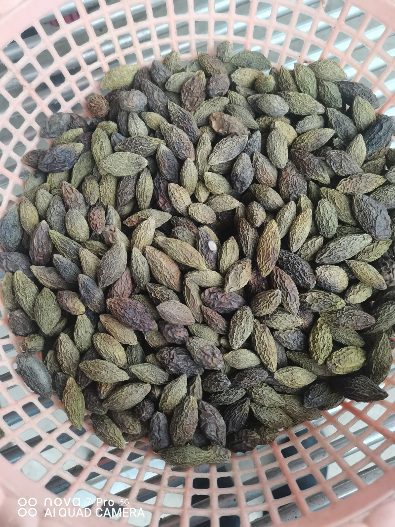重庆烘干橄榄，对接药厂，含量高，自由基地200亩