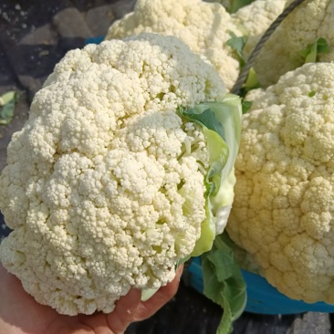 河南精品有机花白面青梗，产地一手货源质量三包