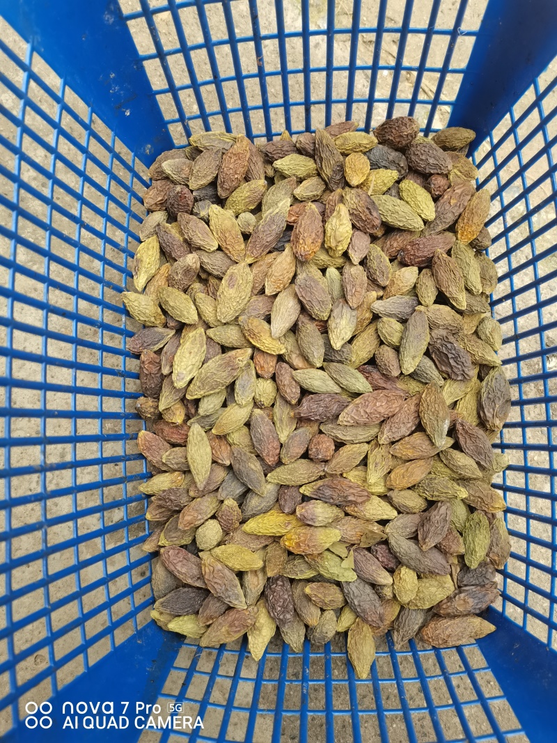 重庆烘干橄榄，对接药厂，含量高，自由基地200亩