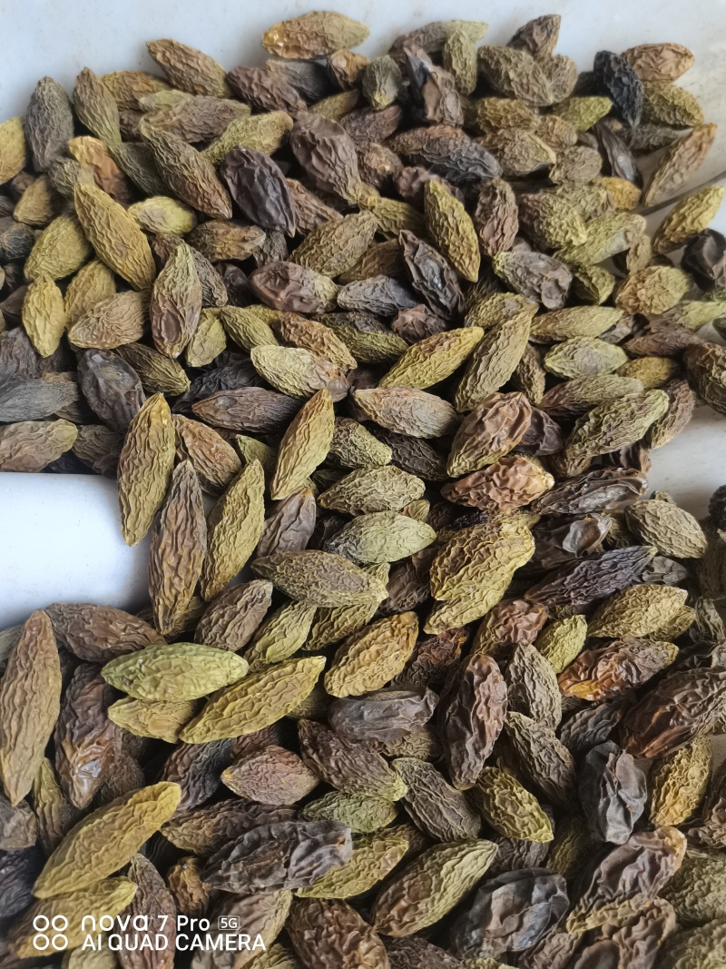 重庆烘干橄榄，对接药厂，含量高，自由基地200亩