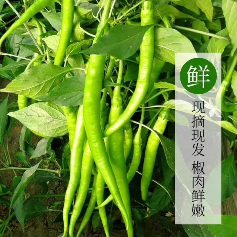 老板好客线椒质量保证价格实惠产地广东货源火爆上市