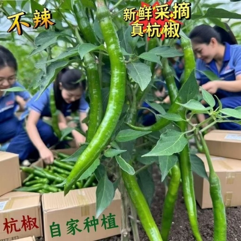 老板好客线椒质量保证价格实惠产地广东货源火爆上市