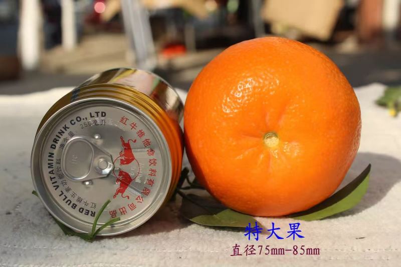 武鸣沃柑大量供应中国沃柑，看武鸣。武鸣沃柑，看双桥
