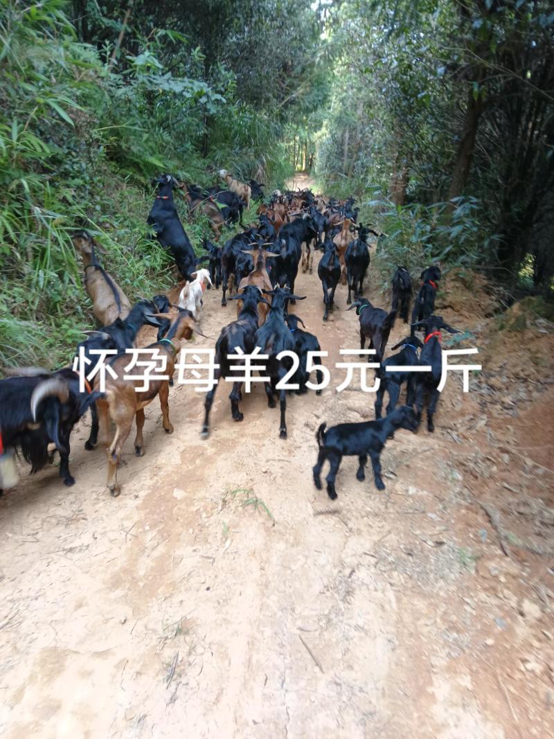 放养黑山羊